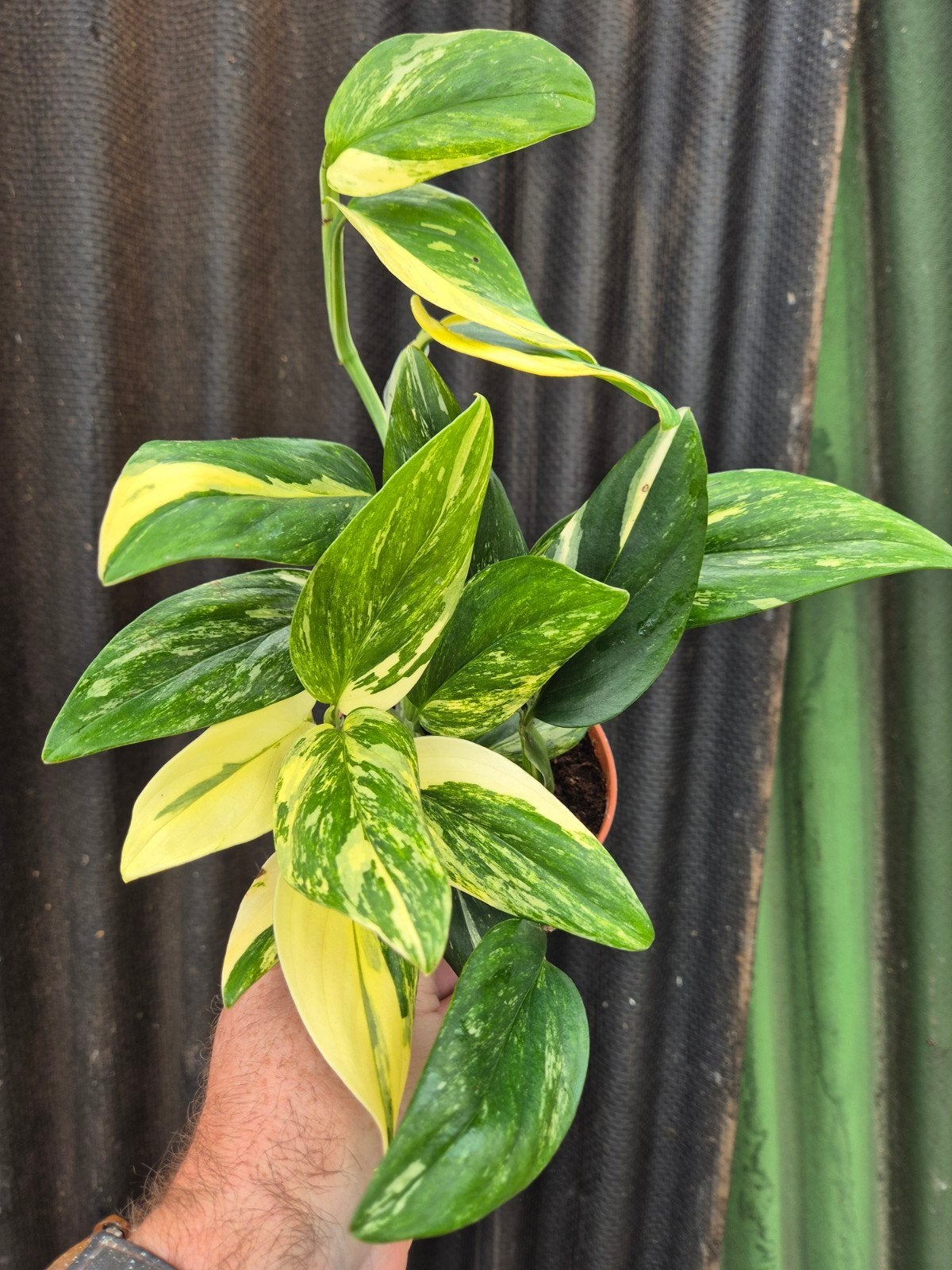 Monstera Standleyana Variegata p12 (A), Huis en Inrichting, Kamerplanten, Ophalen of Verzenden, Halfschaduw, Minder dan 100 cm
