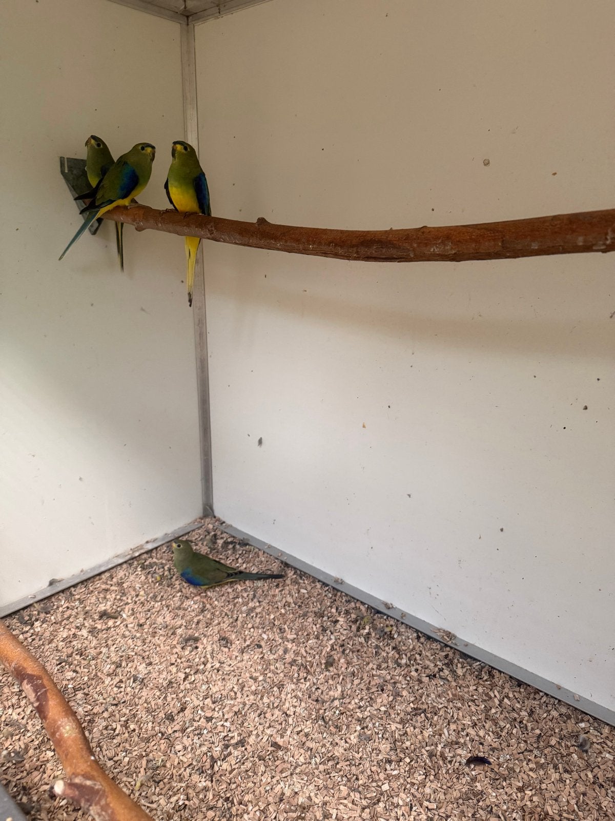 Te koop jonge eleganten Van dit jaar 4 stuks, Dieren en Toebehoren