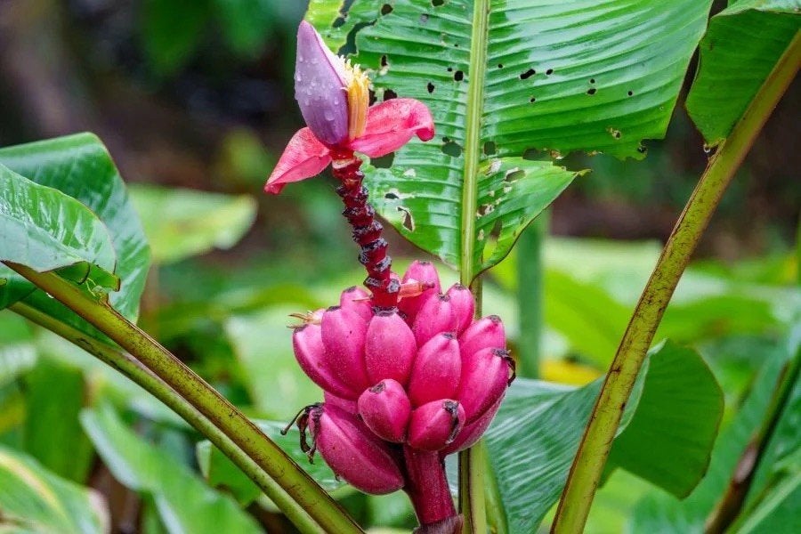Roze dwerg banaan boom zaadjes, Verzenden, Volle zon