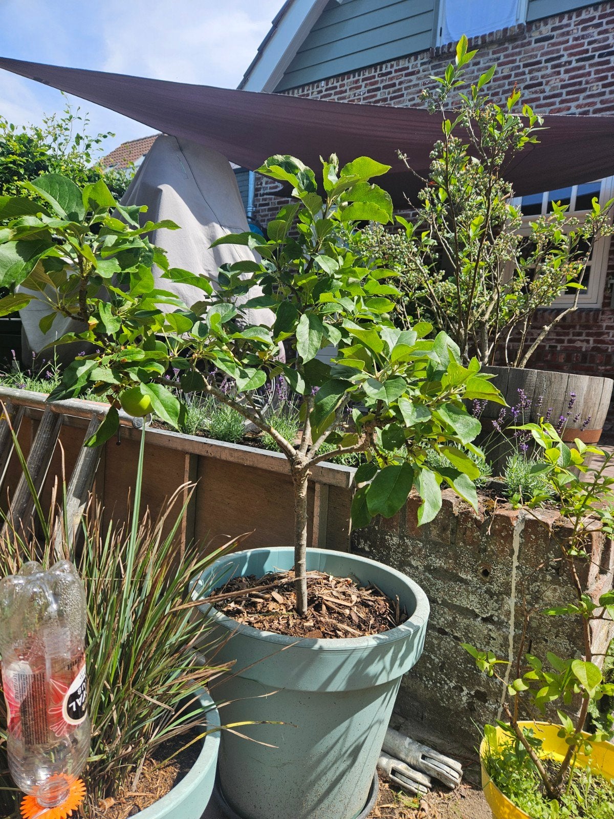 Kleine Appelboom met Appels in Pot, Tuin en Terras, Planten | Fruitbomen, Ophalen, Lente, Volle zon, In pot