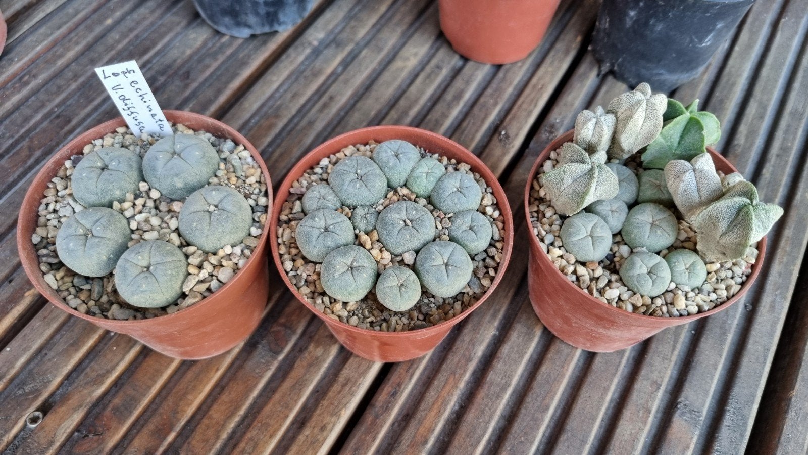 CACTUS LEUKE MEERDERE BOLLEN IN POT PEYOTE LOPHOPHORA PLANT, Ophalen of Verzenden, In pot, Volle zon, Minder dan 100 cm