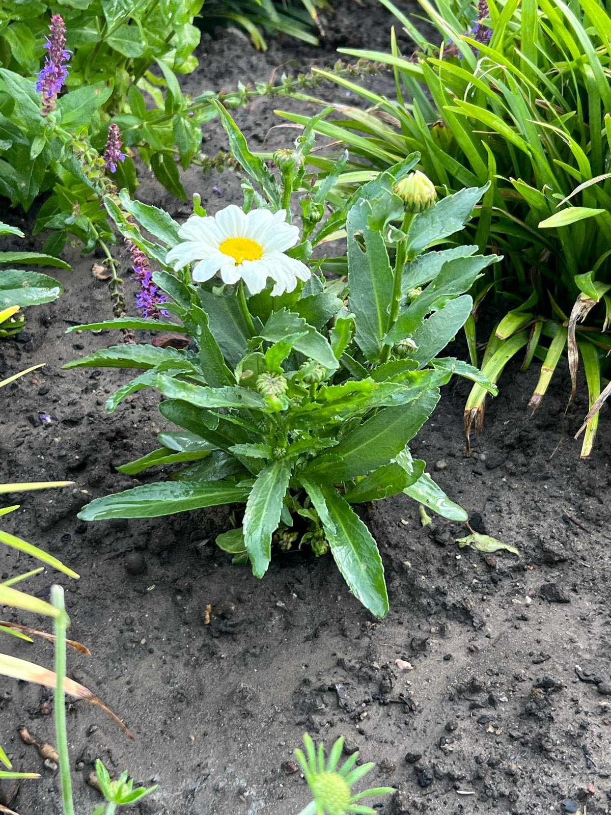 Leucanthemum 'Ooh La Lablanche' - Margriet, Tuin en Terras, Planten | Tuinplanten, Volle zon, Vaste plant, Zomer, Ophalen