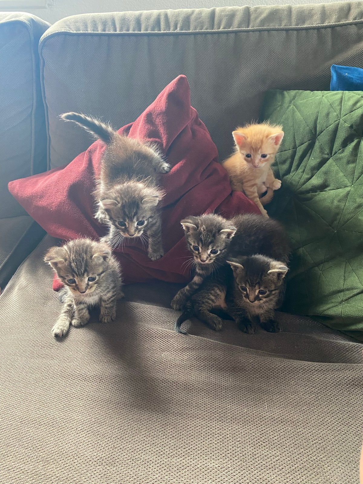 5 super leuke kittens zoeken huisje, Meerdere dieren, Kortharig, 0 tot 2 jaar
