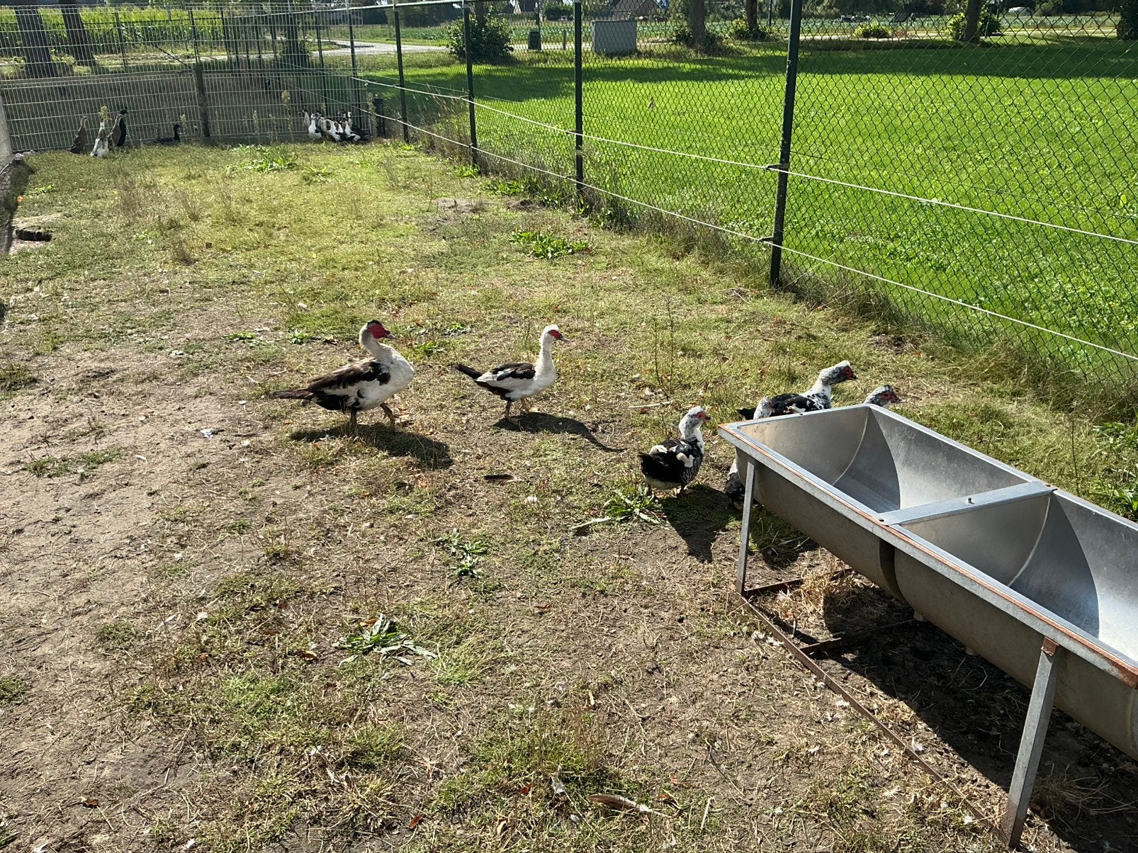 Muskenseenden, Meerdere dieren, Eend