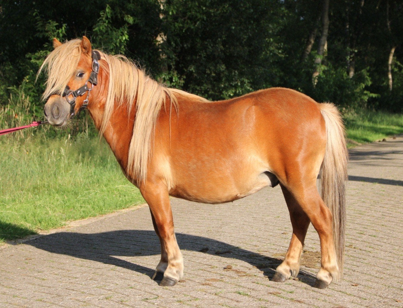 Te koop 7 super knappe shetlander en een betuigd Welsh ruin, Dieren en Toebehoren, Pony's, Ruin, A pony (tot 1.17m), Recreatiepony