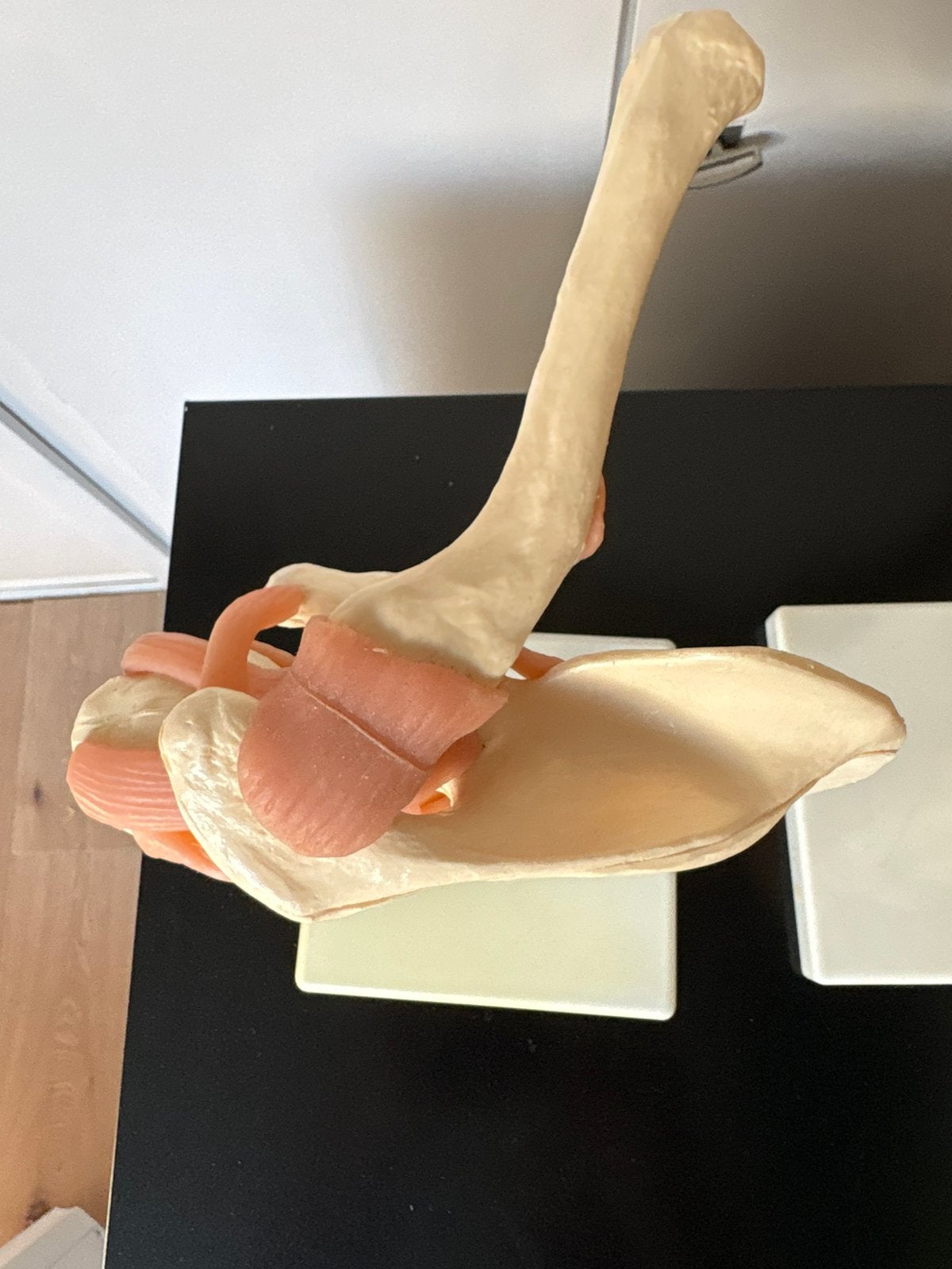 2 tafelmodellen anatomie. Knie en Schouder gewricht, Ophalen, Overige typen