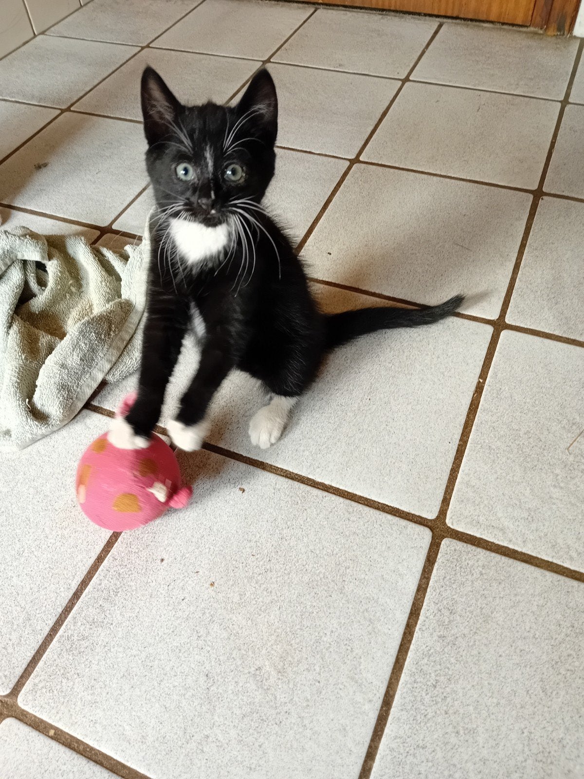 Prachtige kitten  beetje langharig dikke vacht en kortharig, Dieren en Toebehoren, Kater, Langharig, 0 tot 2 jaar