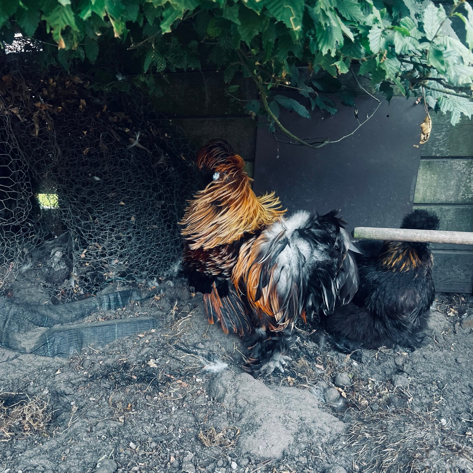 Zijdehoender hen en haan, Dieren en Toebehoren, Pluimvee, Meerdere dieren, Kip