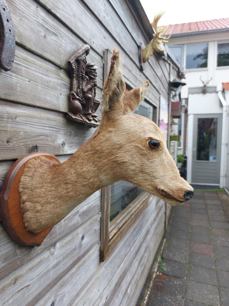 Opgezet dier, Ophalen of Verzenden, Zo goed als nieuw, Wild dier, Opgezet dier
