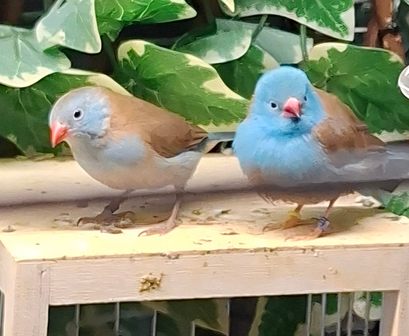 DIVERSE  VOGELS, Meerdere dieren, Geringd