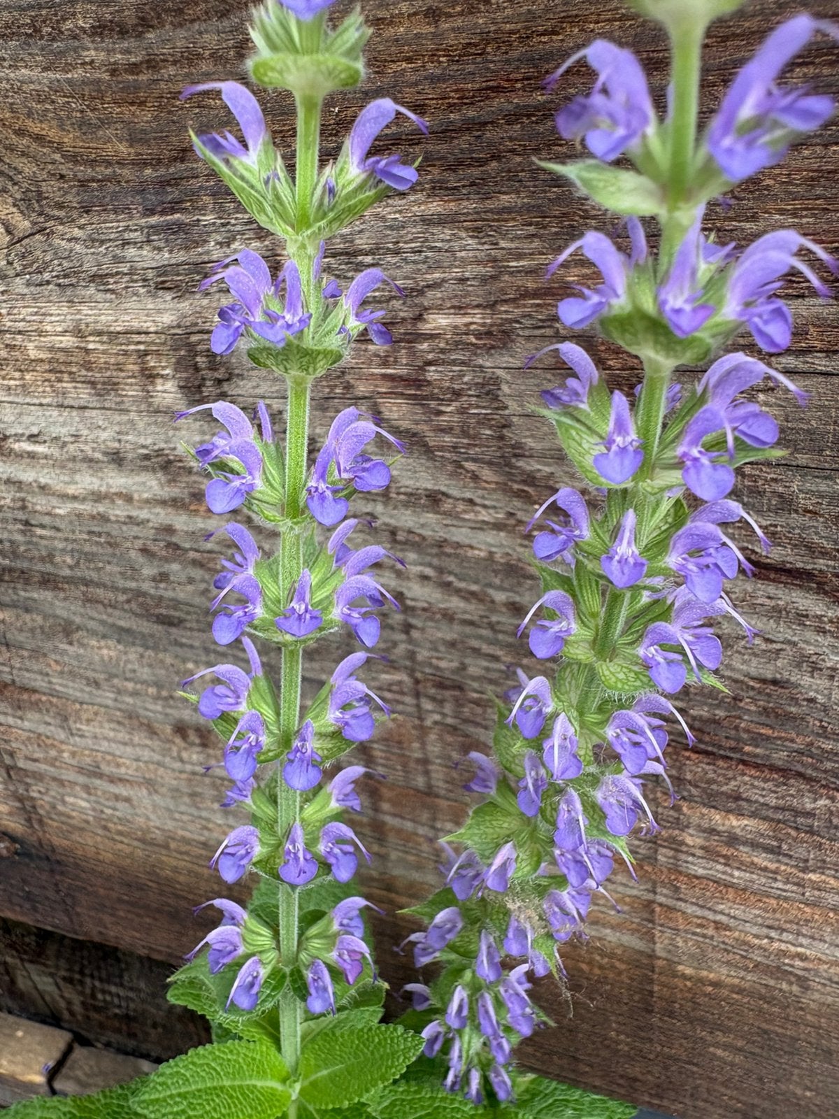 Kattenkruid, Tuin en Terras, Planten | Tuinplanten, Ophalen, Overige soorten, Volle zon