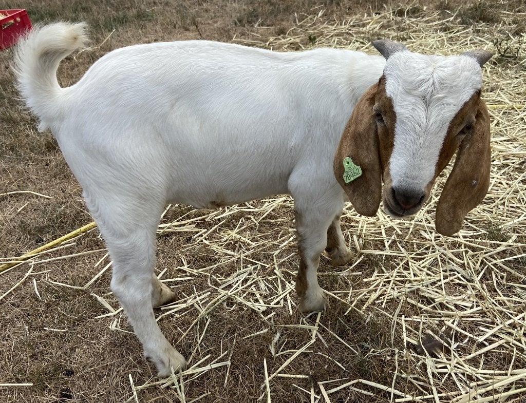 Gecastreerde boerbok lam, Meerdere dieren, Geit, 0 tot 2 jaar
