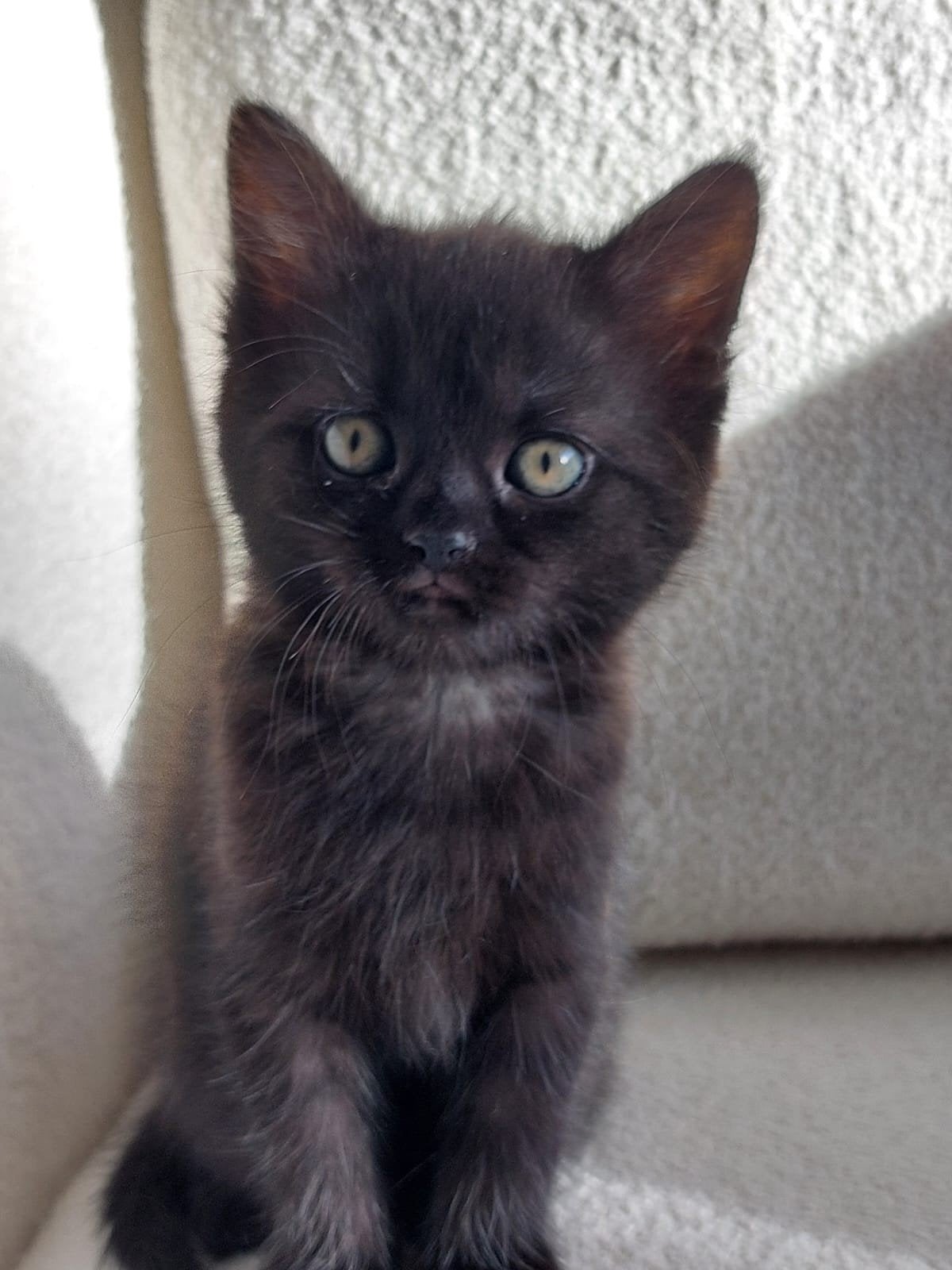lief nestje half Main Coon half Perzische kittens, Meerdere dieren, Ontwormd
