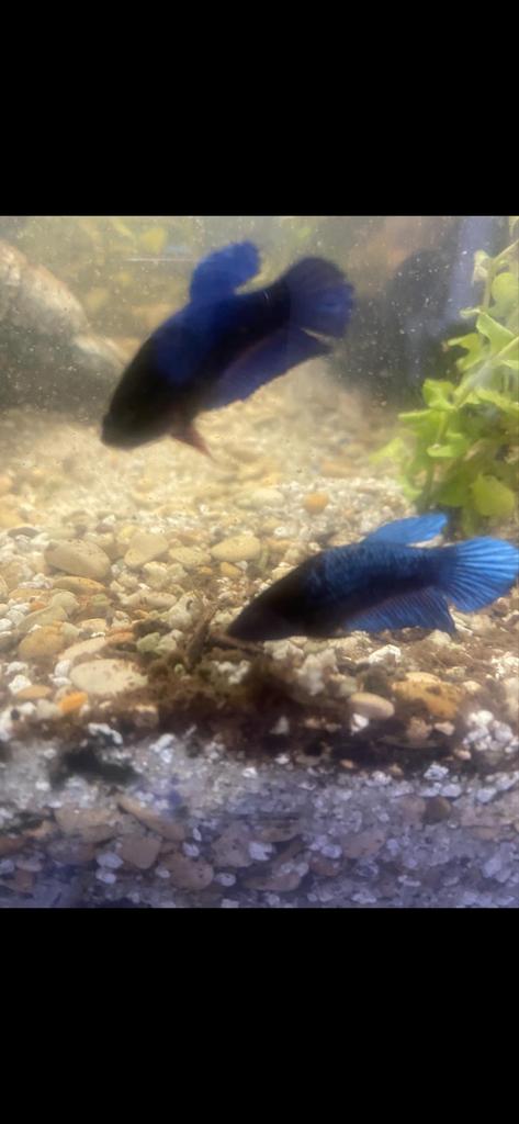 Klein aquarium met alles erop en eraan incl voer, Ophalen, Zo goed als nieuw, Leeg aquarium