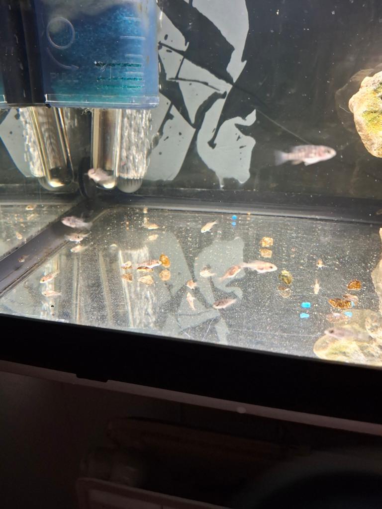 Jonge Aulonocara + Zebra.s cichliden, Vis, Zoetwatervis
