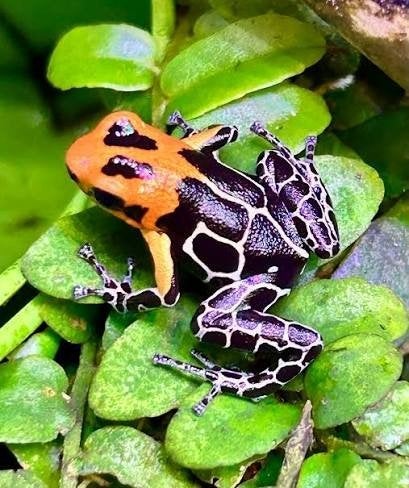 ranitomeya fantastica caynarachi, Amfibie, 0 tot 2 jaar