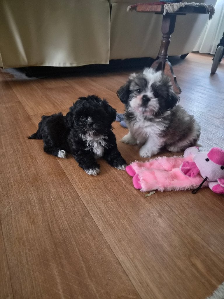 boomer pups, Dieren en Toebehoren, Honden | Chihuahua's en Gezelschapshonden, Parvo, Nederland, Overige rassen, 8 tot 15 weken