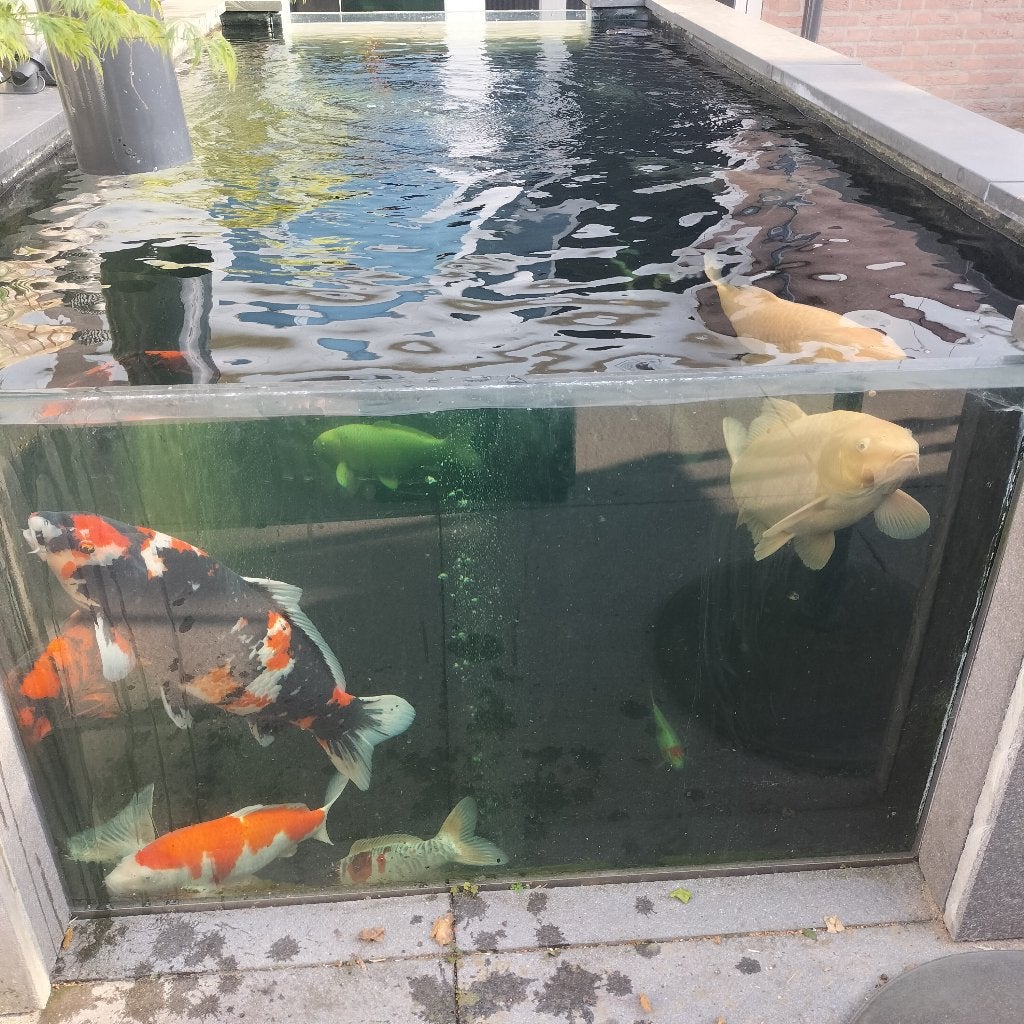 Koi karpers, Dieren en Toebehoren, Karper of Koi