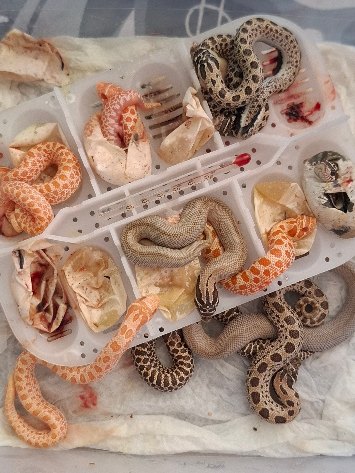 haakneus slang Hognose Snake photo 2