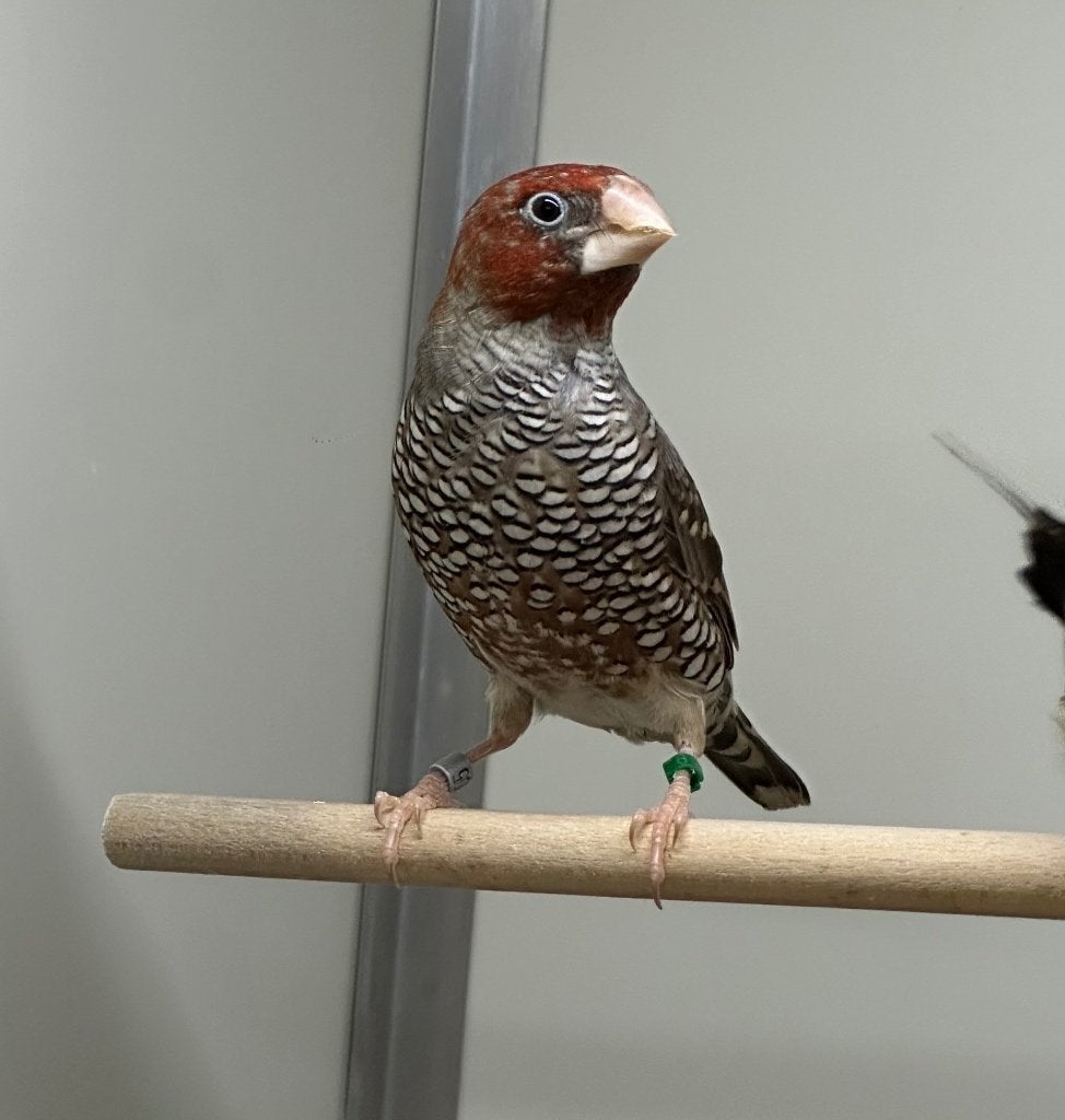 Roodkop amadines koppel, Dieren en Toebehoren, Meerdere dieren