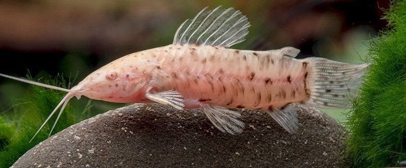 Kwiekwie / Gevlekte Albino meerval, Vis