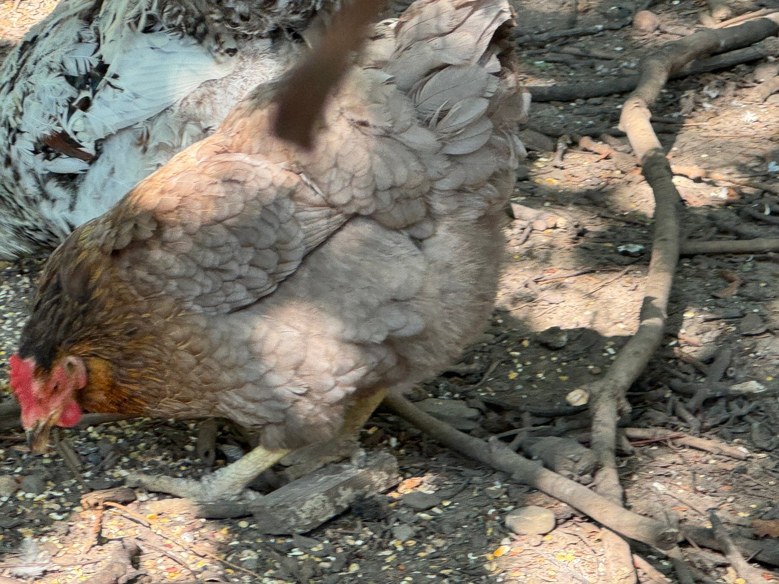 Koningsberger Kip en haan gratis af te halen, Meerdere dieren, Kip