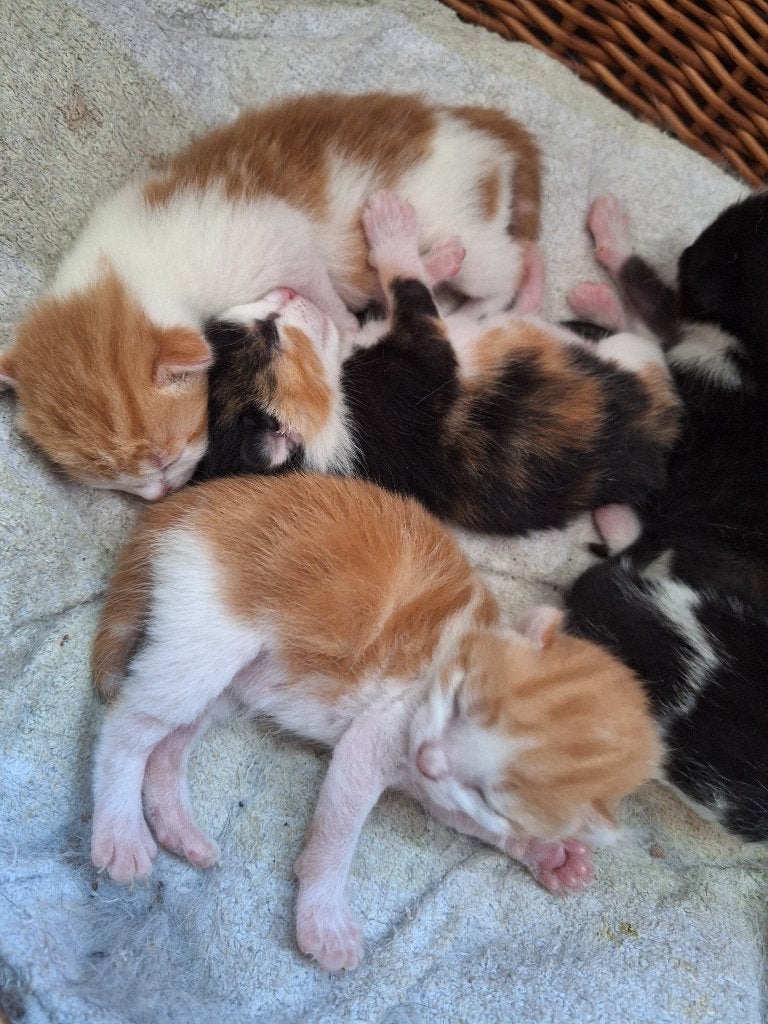 Kittens, Meerdere dieren, Kortharig, 0 tot 2 jaar