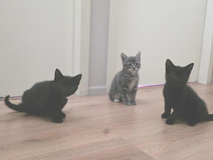3 poesjes kittens, Dieren en Toebehoren, Katten en Kittens | Overige Katten, Kortharig, Poes, 0 tot 2 jaar