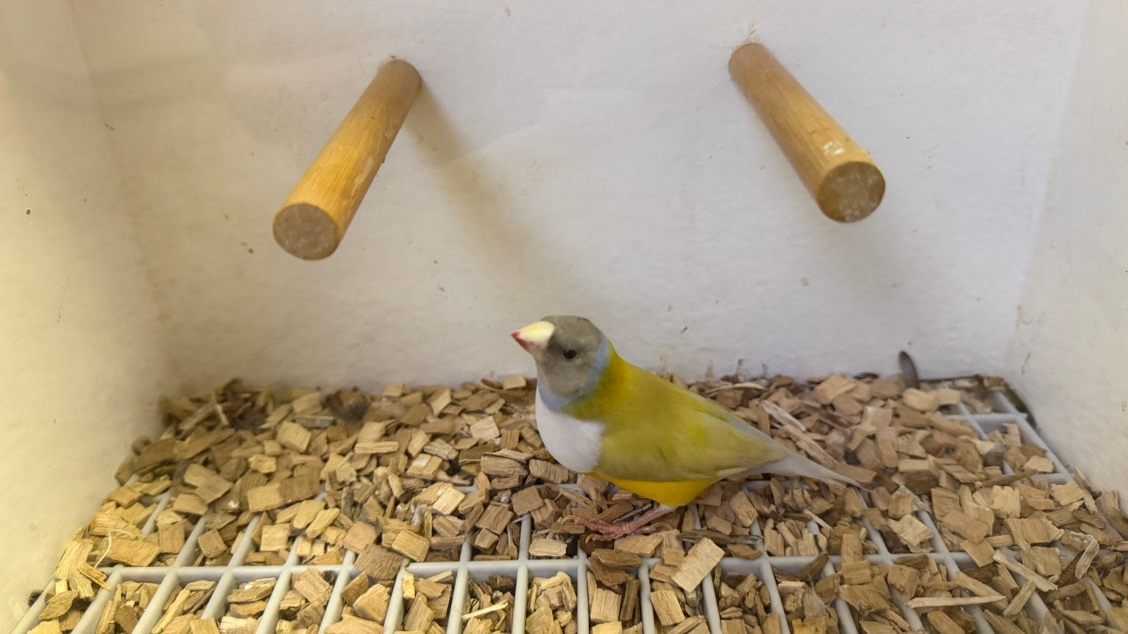 Gele Gouldamadine man ‘25, Mannelijk, Tropenvogel, Geringd