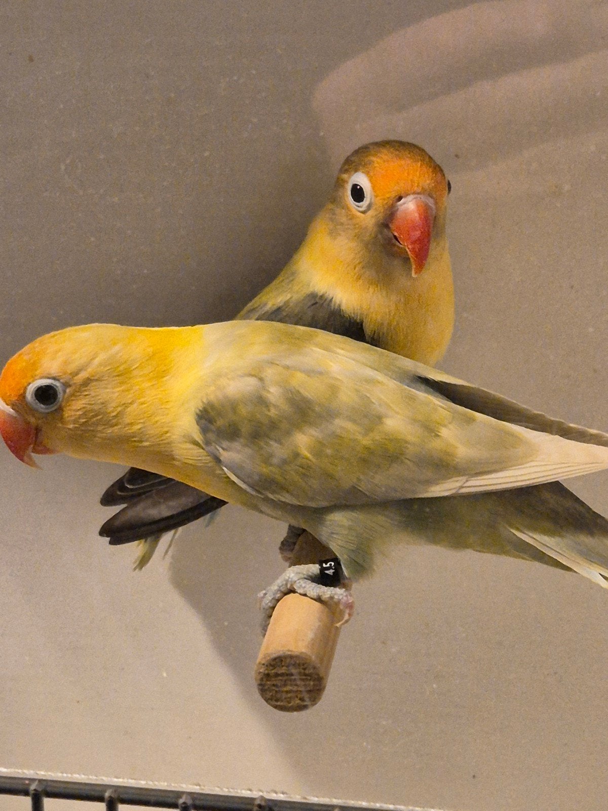 Fischeri koppel, Meerdere dieren, Dwergpapegaai of Agapornis, Geringd