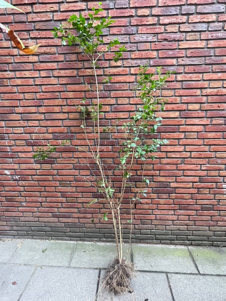 Liguster 3 stuks, Ophalen, Liguster, Struik, 100 tot 250 cm
