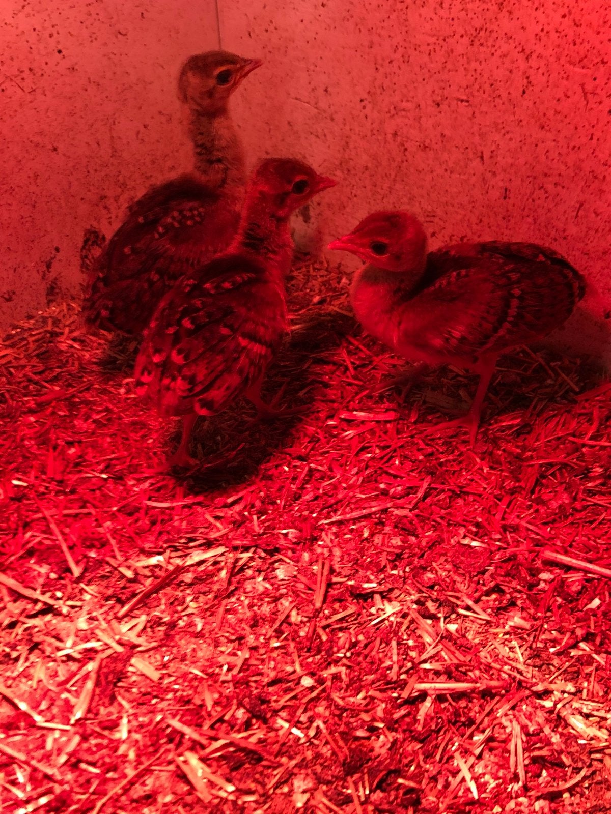 3 pauwen kuikens, Dieren en Toebehoren, Meerdere dieren, Overige soorten