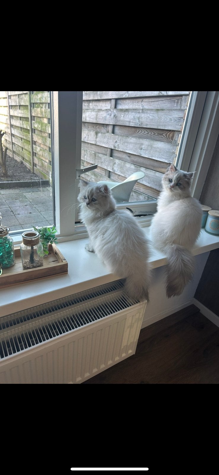 Ragdolls, Dieren en Toebehoren, Katten en Kittens | Raskatten | Langhaar, Meerdere dieren, 0 tot 2 jaar, Ontwormd