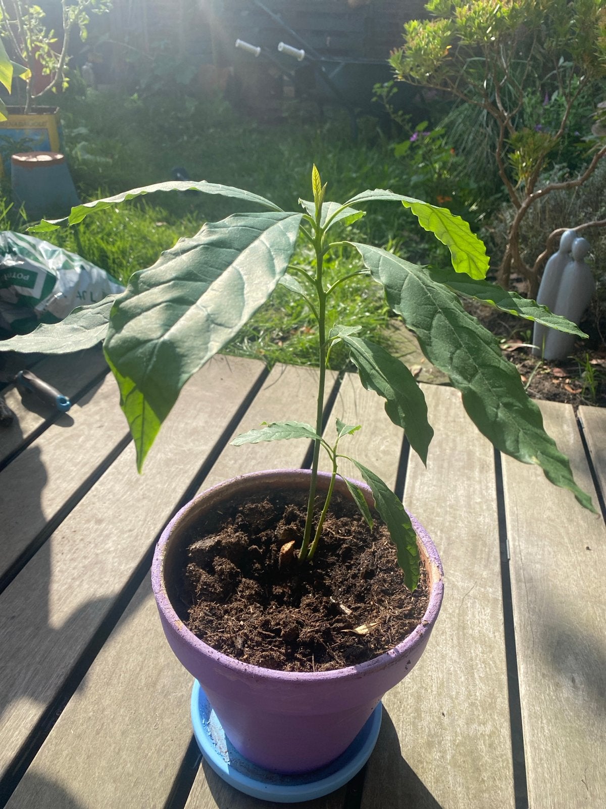 Avocado plant in plastic potje, Ophalen, Vaste plant, Bloeit niet, Halfschaduw