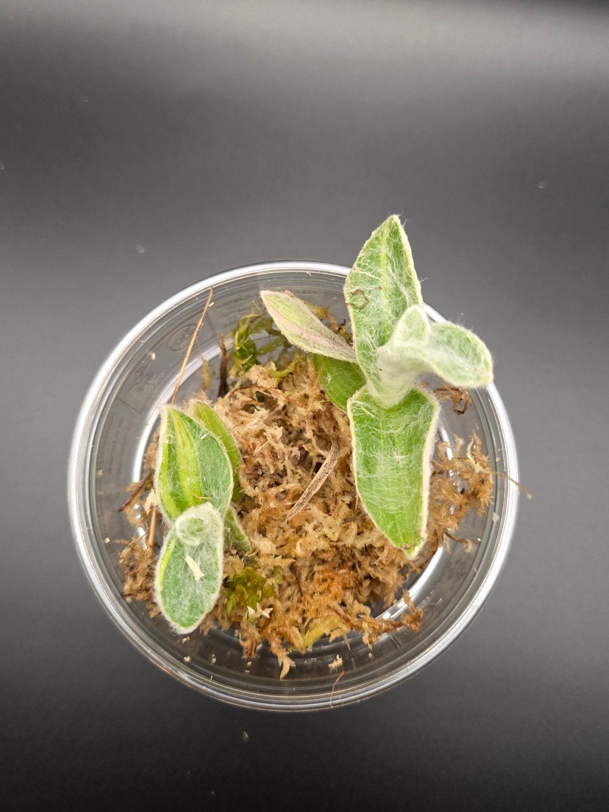 Tradescantia sillamontana f. variegata, Ophalen of Verzenden, Halfschaduw, Minder dan 100 cm