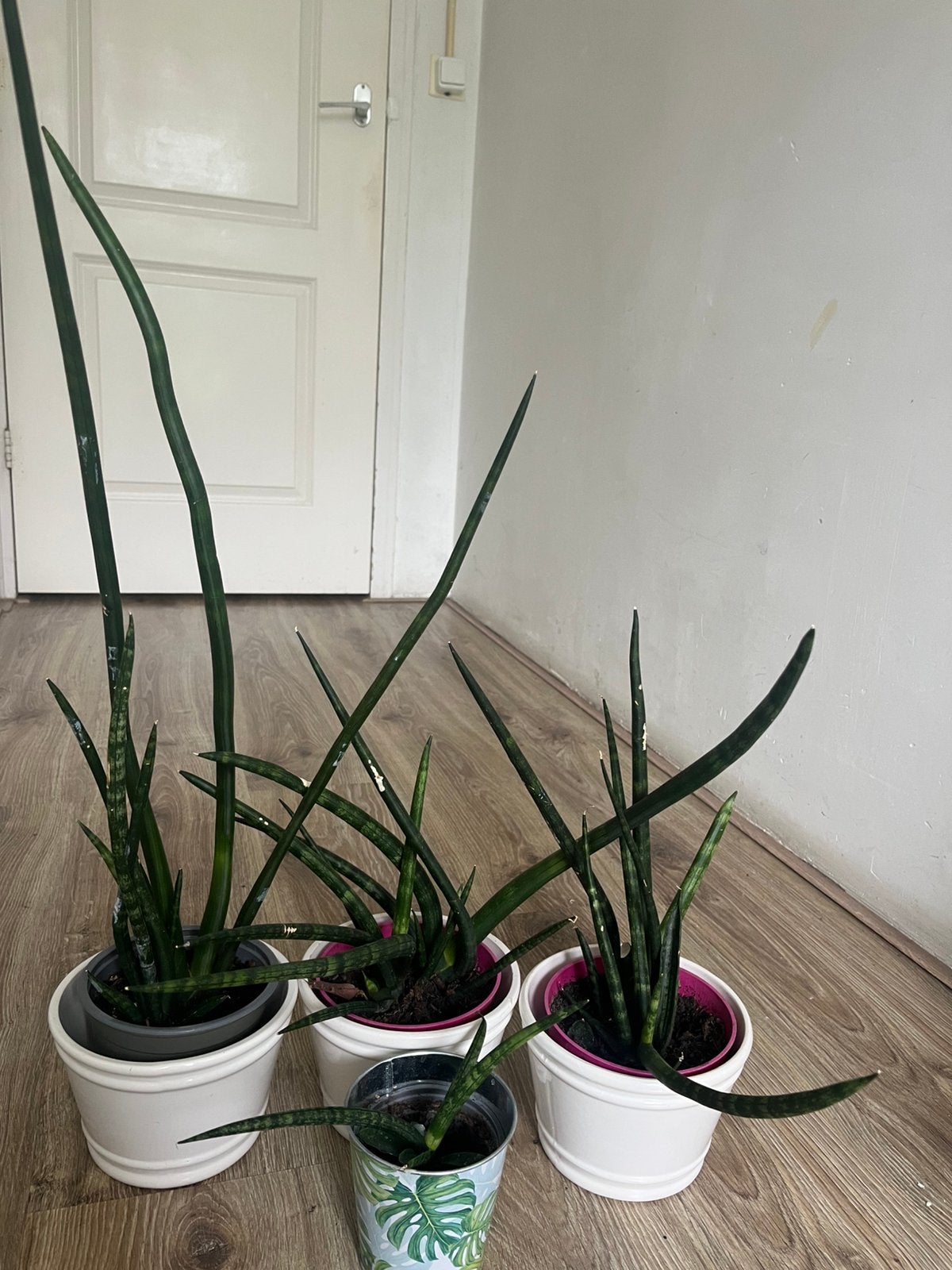 Mooie kamerplant, Huis en Inrichting, Kamerplanten, Ophalen, Halfschaduw, Minder dan 100 cm