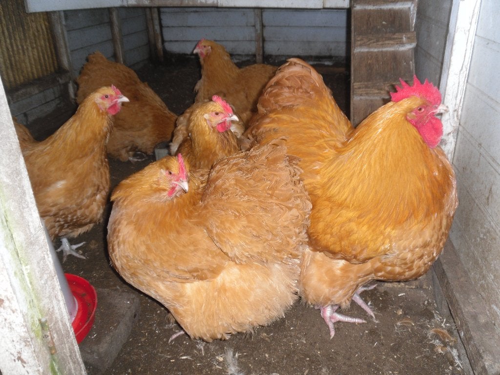 t.k. broedeieren Orpington groot buff, Meerdere dieren, Kip