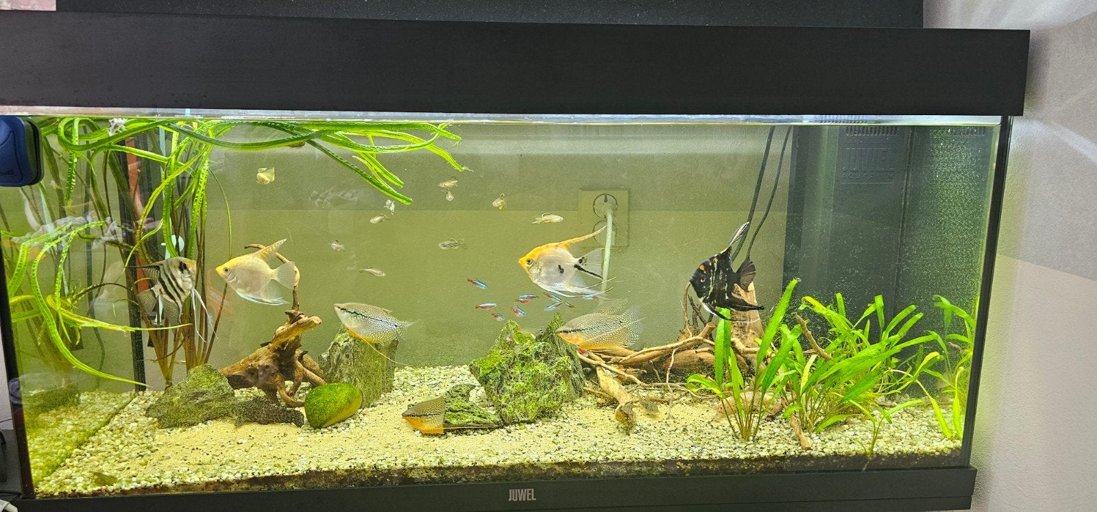 Juwel Aquarium Rio 180, Vis