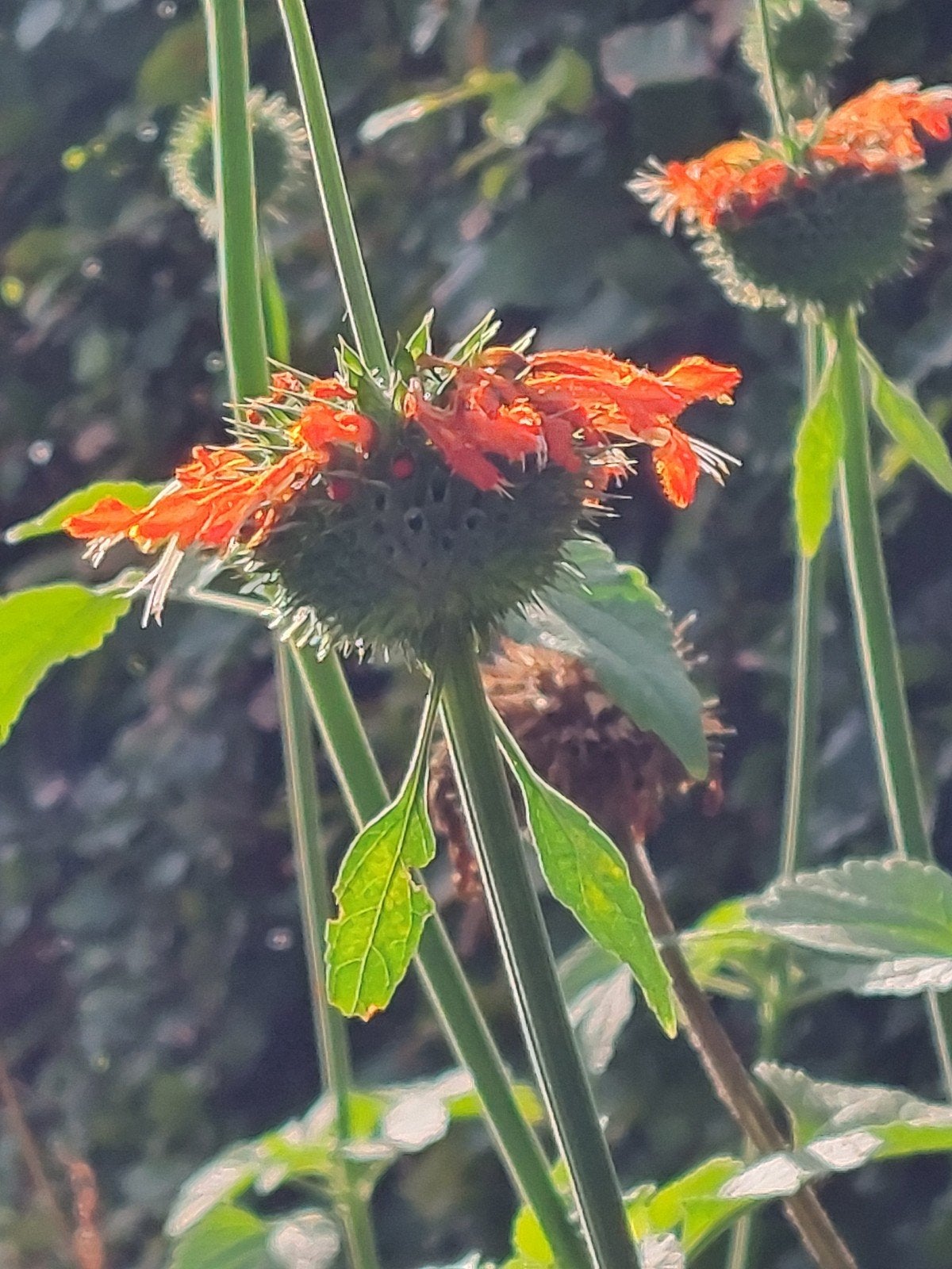 zaden Leonotis leonurus, Verzenden, Voorjaar, Volle zon, Zaad