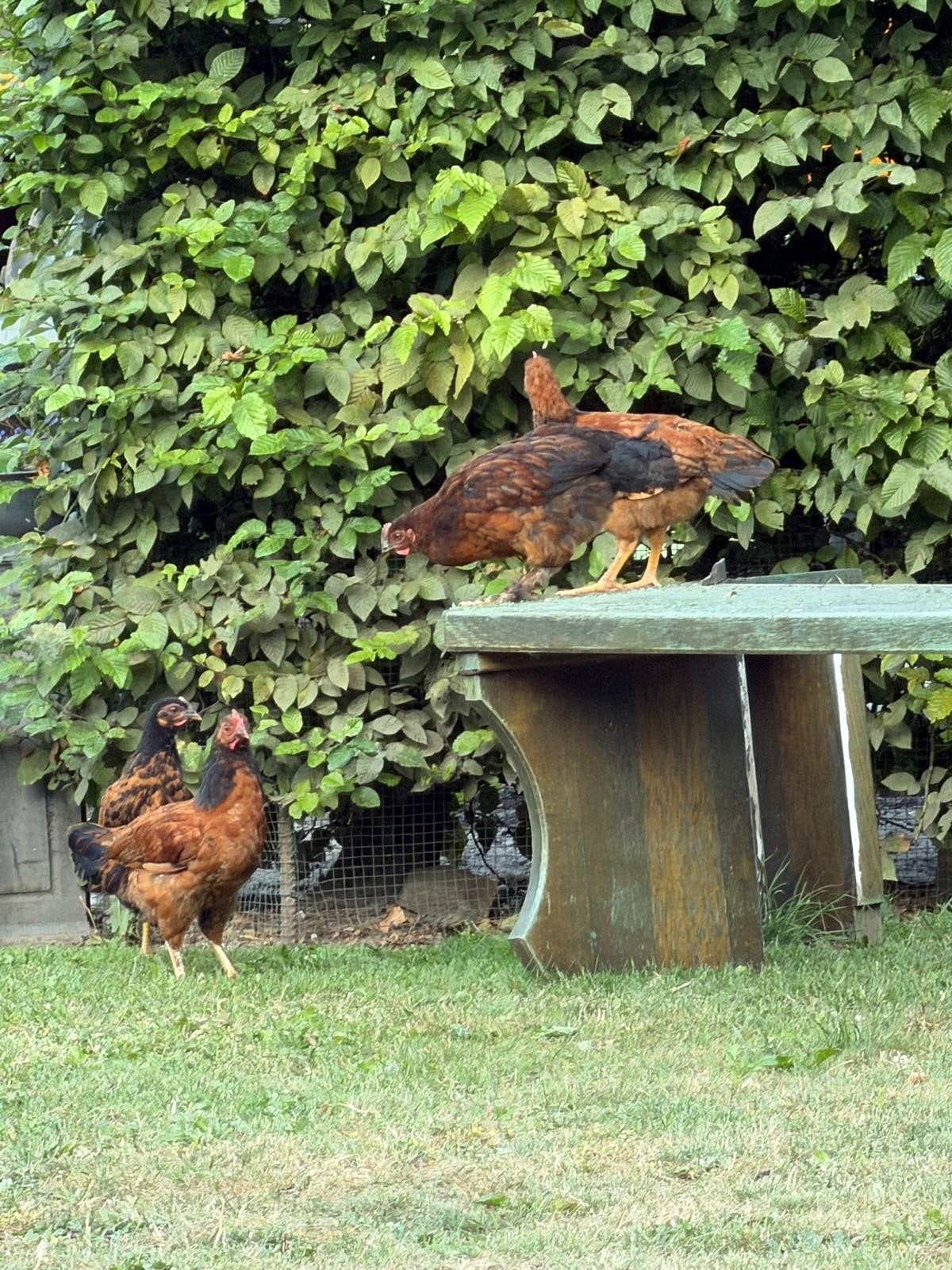 Hanen en 1 Hen gratis afhalen, Dieren en Toebehoren, Meerdere dieren, Kip