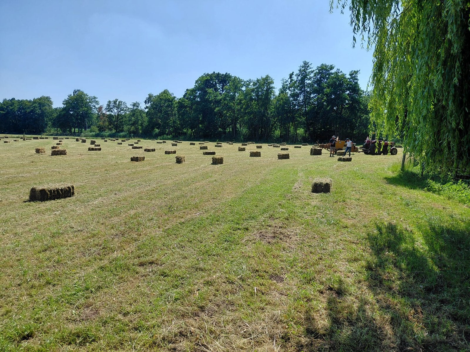 Hooibaaltjes te koop, Dieren en Toebehoren, Stalling en Weidegang, Toebehoren