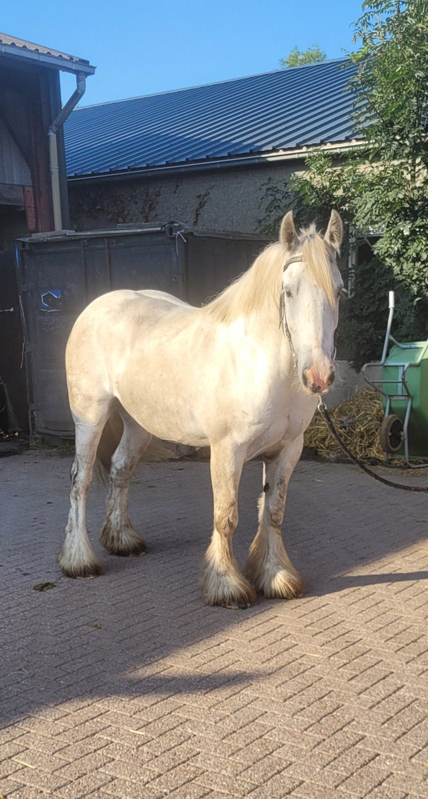Vlotte 9 jarige Xxl 1.61 Tinker Ruin, Ruin, Recreatiepaard