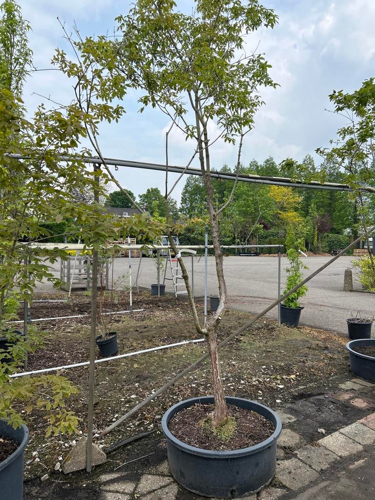 Acer griseum - Papieresdoorn, Tuin en Terras, Planten | Bomen, Overige soorten, Lente, 250 tot 400 cm, Ophalen