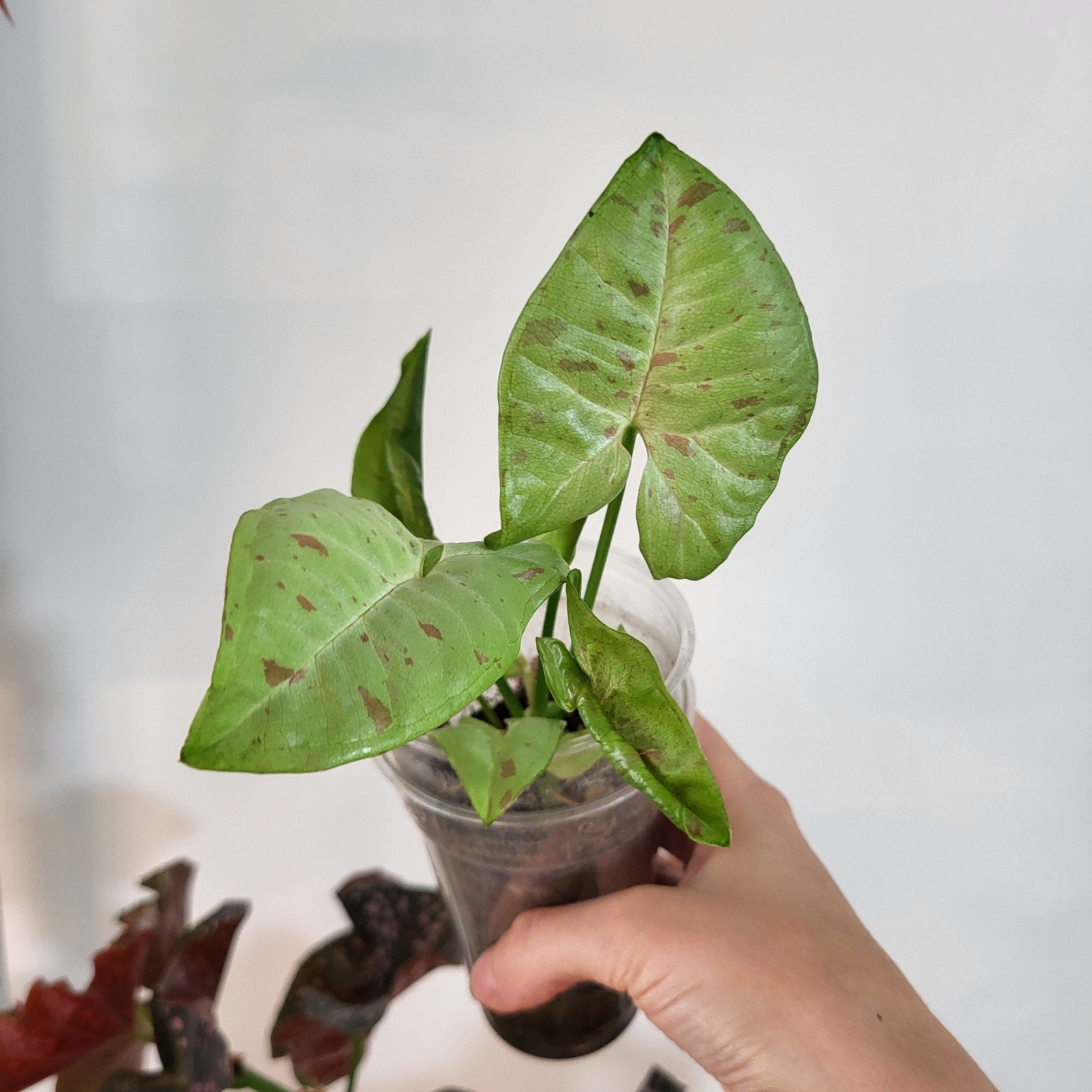 syngonium milk confetti, Ophalen of Verzenden, Halfschaduw, Minder dan 100 cm