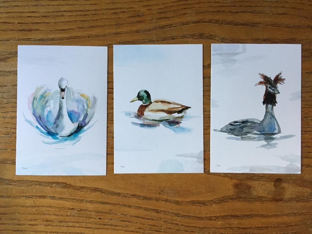 Ansichtkaarten kaarten - Dujardin - Nederlandse Watervogels, Ophalen of Verzenden, 1980 tot heden, Ongelopen, Vogel