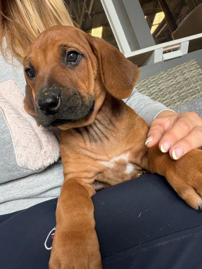 Rhodesian Ridgeback pups, Dieren en Toebehoren, Parvo, België, Particulier, Overige rassen