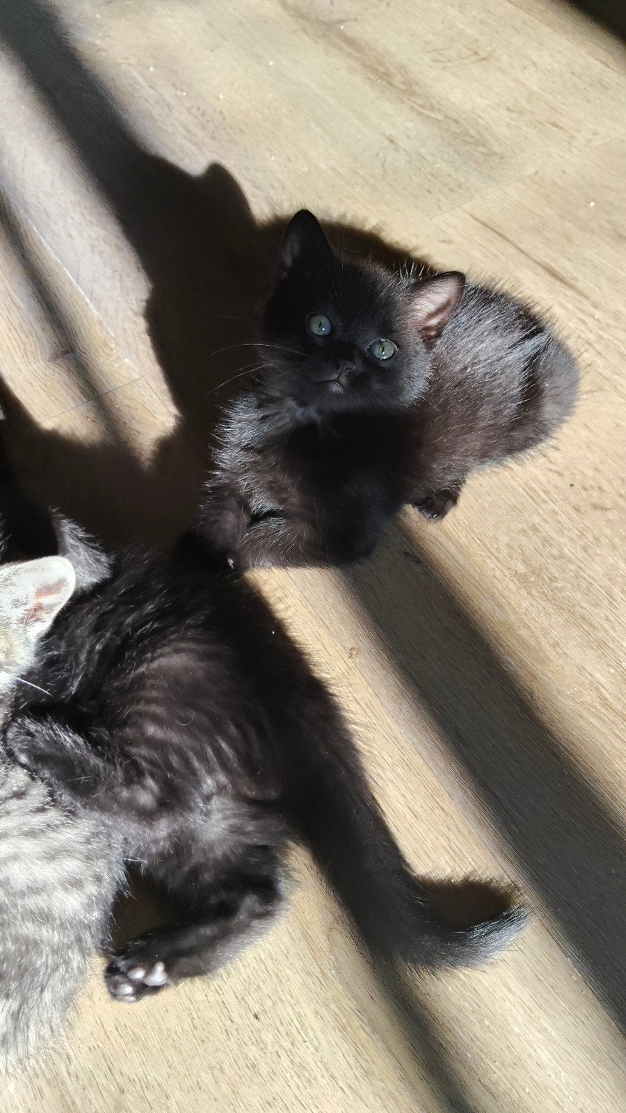 Raszuivere Britse korthaar kittens 💖 bijna 8 weken!, Meerdere dieren, Met stamboom, 0 tot 2 jaar