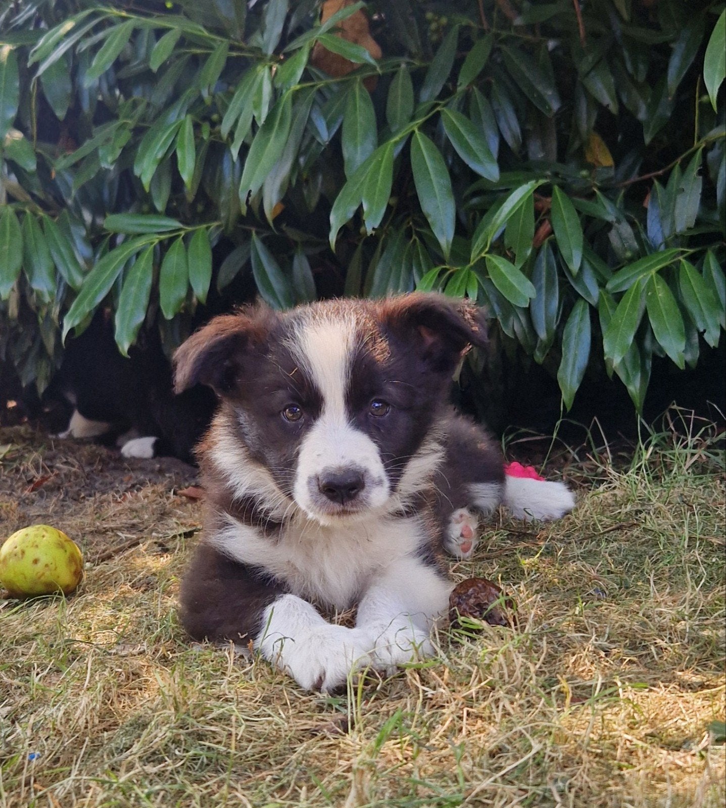 Border collie pups, Parvo, 8 tot 15 weken, Collie, Meerdere