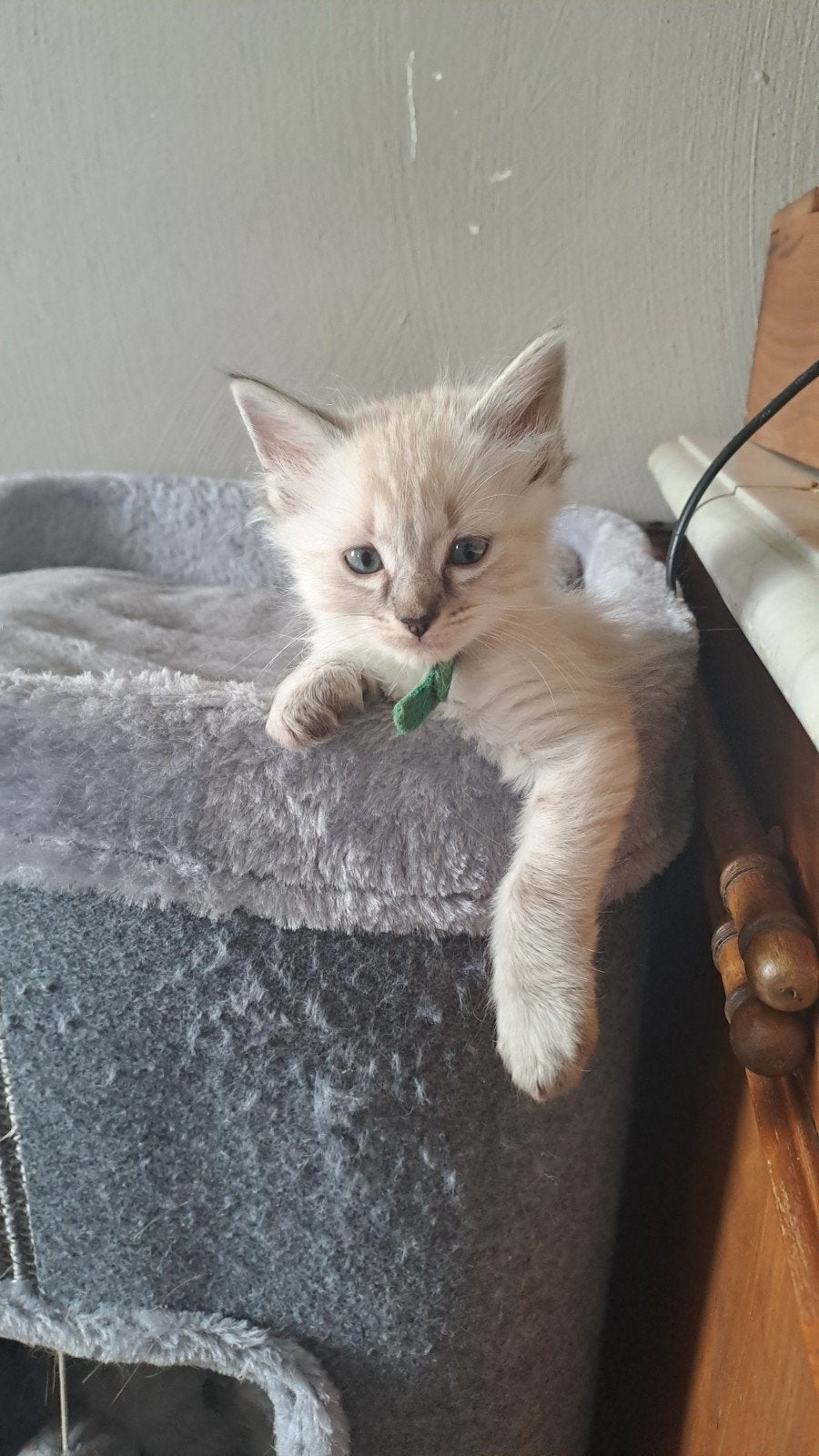 2 ragdoll kittens zoeken personeel, Meerdere dieren, Gechipt