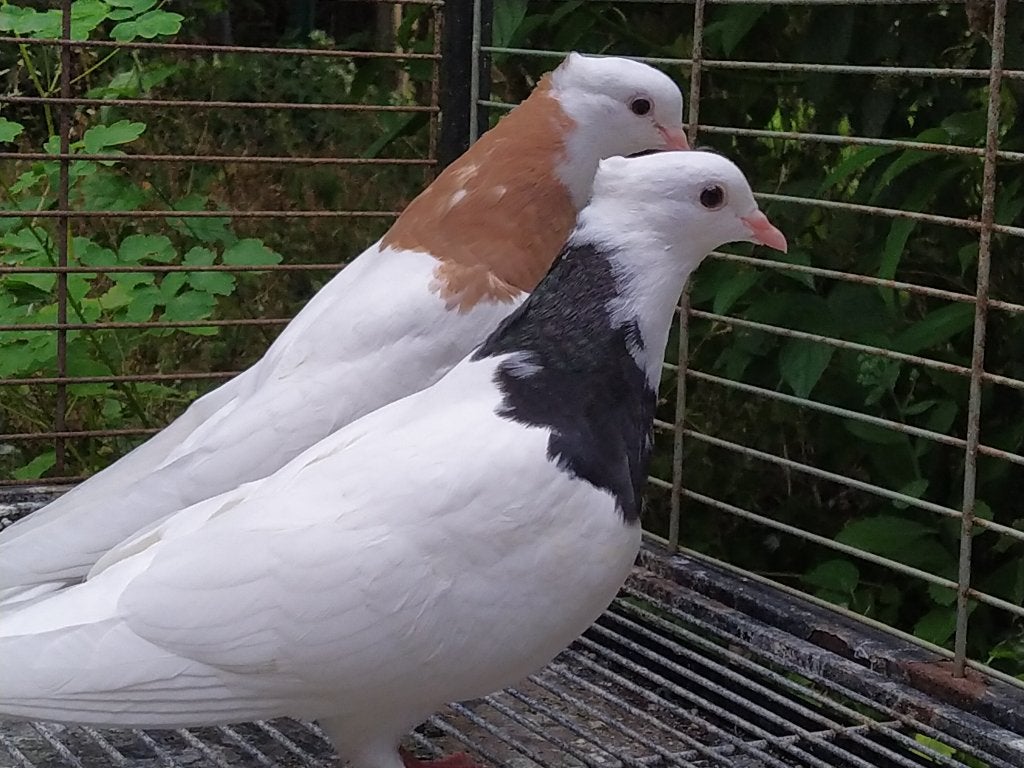 Perzische/Iraanse hoogvliegers duiven(Toghi Soroor)8 stukken, Dieren en Toebehoren, Vogels | Duiven, Meerdere dieren, Overige soorten